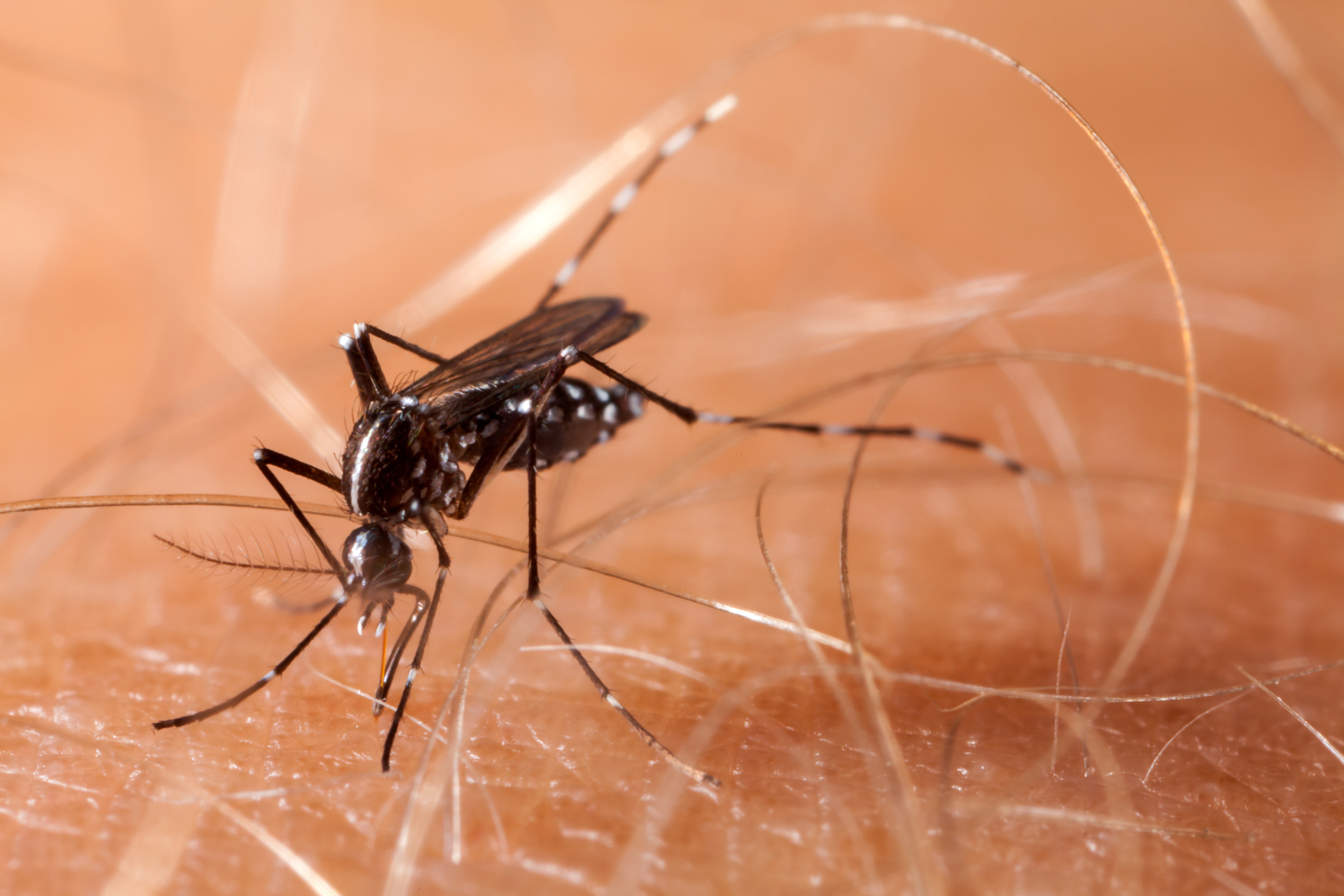 Por que a Zika impede a Criopreservação de Sêmen?